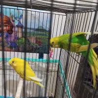 مرغ عشق نر ریمبو ماده هلندی