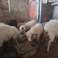 بره دورگ ایلدوفرانس