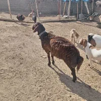 شیشک سالم
