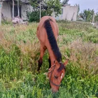 اسب|اسب و تجهیزات اسب‌سواری|انزل, |دیوار