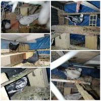 6 عدد کفتر سالم