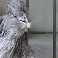 گلین برکتی