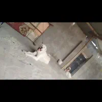 تعدادی سگ پژدر نگهبان جنگی