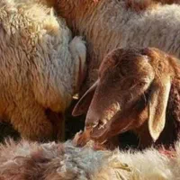 شهرک ظفر،شهرک گلها،گوهردشت ،گوسفندزنده ارسال|حیوانات مزرعه|کرج, شهرک ظفر|دیوار
