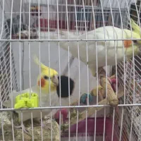 یک جفت عروس هلندی سرحال آماده تخم گذاری