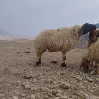 قوچ دو ساله