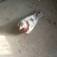 کفتر پرشی و دستی