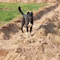 سگ گله واگزار میشود