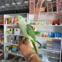شاه طوطی جوجه|پرنده|کرج, شهرک اوج|دیوار