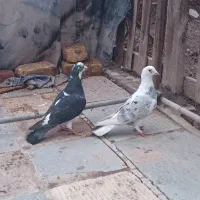 کبوتر پلاکی|پرنده|اسفرورین, |دیوار