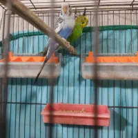 مرغ عشق در کوهچنار