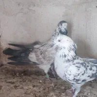 نرو ماده دهن جور