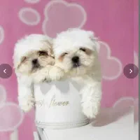 انوا.ع توله سگ سایز تیکاپ|سگ|شیراز, پانصد دستگاه ارتش|دیوار