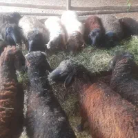 تعداد ۱۳راس بره|حیوانات مزرعه|پیشوا, |دیوار