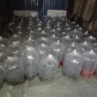 ماهی قرمز عید|ماهی|تبریز, |دیوار