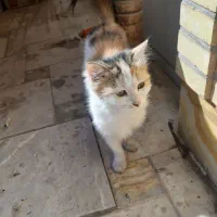 گربه رایگان|گربه|یزد, |دیوار