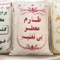 برنج کشت دوم - طارم هاشمی - سرلاشه با کالابرگ