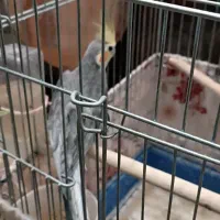 عروس هلندی مولد|پرنده|پاکدشت, حصار امیر|دیوار