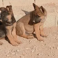 واگذاری سگ ژرمن