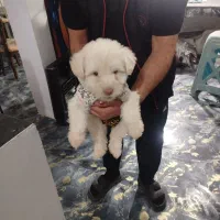 سگ پا کوتاه نژاد پودل|سگ|فردیس, فردیس|دیوار