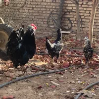خروس گلین