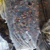 زایعات خرما تناژ بالا. وشیره خرما درجه یک|عمده‌فروشی|برازجان, |دیوار