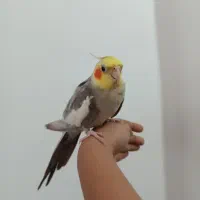 عروس هلندی سخنگو