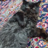 فروش بچه گربه چهار ونیم ماهه نژاد هیمالین|گربه|پرند, فاز ۶|دیوار