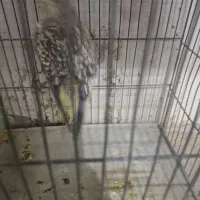 عروس هلندی گلباقالی