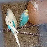 مرغ عشق رینبو