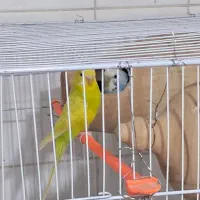 مرغ عشق همراه با جوجه هاشون|پرنده|نیشابور, بلوار گلها|دیوار