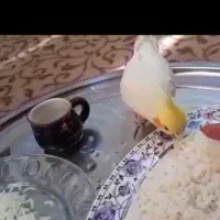 این پرنده خونگی گم شده