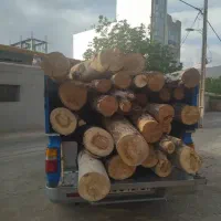 هرس پیوند و قطع انواع درخت