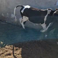 فروش تعداد گوساله وگستر|حیوانات مزرعه|هیرمند, |دیوار