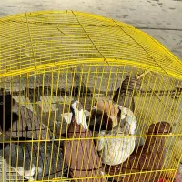 کبوتر|پرنده|شیراز, سینما سعدی|دیوار