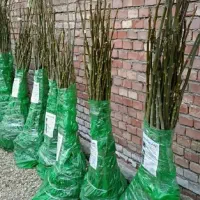 نهالستان فروش نهال های گردو بادام و صنوبر|خدمات باغبانی و درختکاری|ماکو, |دیوار