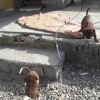 توله ۲ مایه دوتا ماده و یک نر