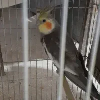 ط و ط ی ع روس|پرنده|سبزوار, کهنه آب|دیوار