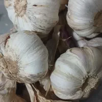 سیر  محلی  درشت  و سالم جهت کاشت