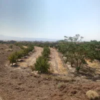 باغ-انار-ابارش-اخر-فرهاد