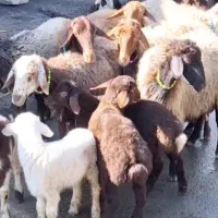 میش بره۹تاشیشک مرغ۷تاتخم گذار