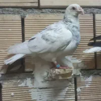 کبوتر طوقی،ساده،خارا|پرنده|سبزوار, امیر کبیر|دیوار