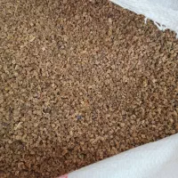 بذر چغندر قند