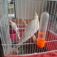 یه جفت عروس هلندی لوتینو