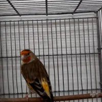 سهره قناری ماده سرخ ، جوان و زیبا|پرنده|تهران, نازیآباد|دیوار