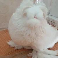 کبوتربخارا