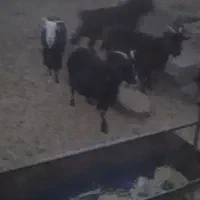 فروش فوری بز بومی.|حیوانات مزرعه|اردکان, |دیوار