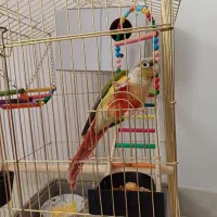 طوطی گرینچک|پرنده|سنندج, |دیوار