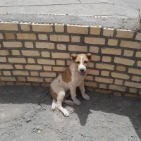 سلام توله.خراسانی