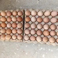 تخم مرغ محلی کاملا ارگانیک